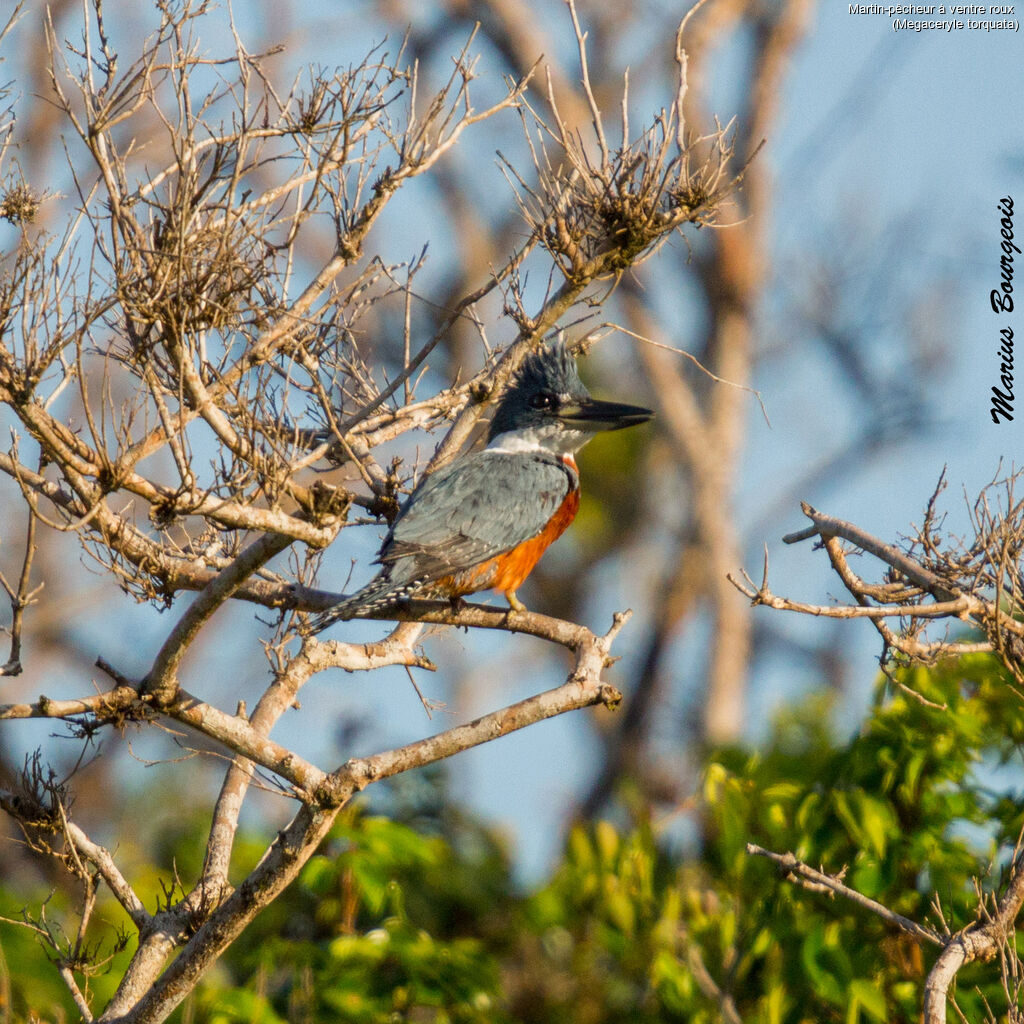 Ringed Kingfisher