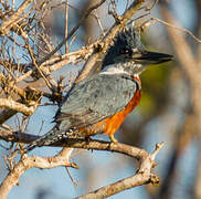 Ringed Kingfisher