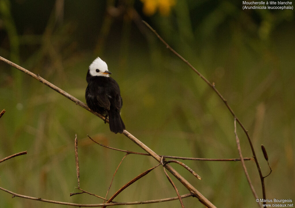 White-headed Marsh Tyrant