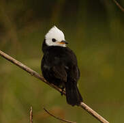 White-headed Marsh Tyrant