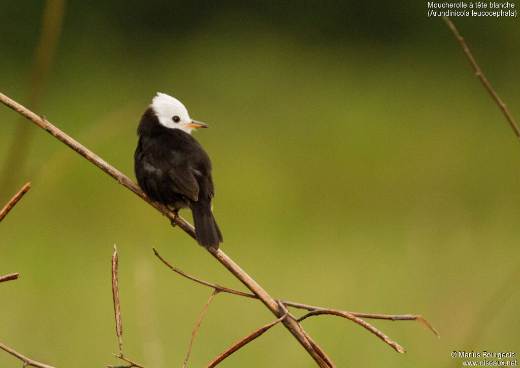 White-headed Marsh Tyrant