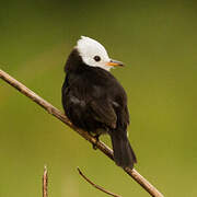 White-headed Marsh Tyrant