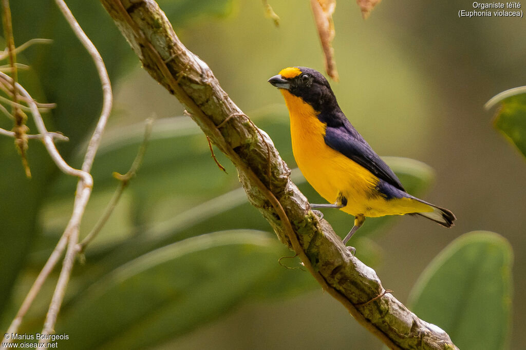 Violaceous Euphonia male adult, Reproduction-nesting