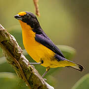 Violaceous Euphonia