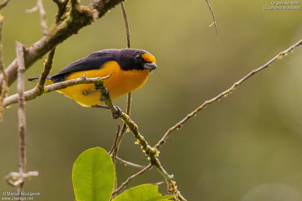 Violaceous Euphonia male adult, Reproduction-nesting