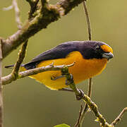 Violaceous Euphonia