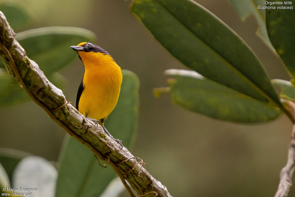 Violaceous Euphonia male adult, Reproduction-nesting