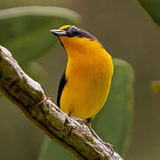 Violaceous Euphonia