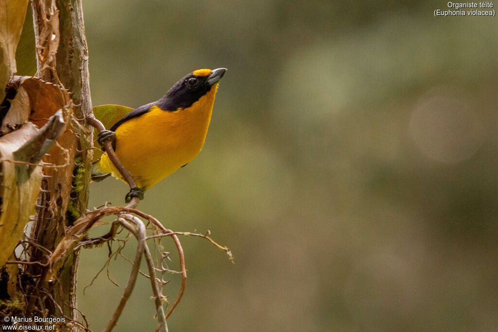 Violaceous Euphonia male adult, Reproduction-nesting