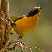 Violaceous Euphonia