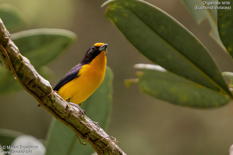 Violaceous Euphonia male adult, Reproduction-nesting