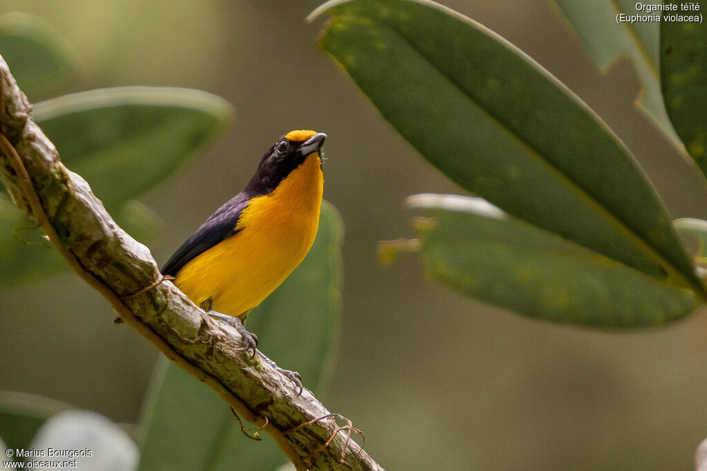 Violaceous Euphonia male adult, Reproduction-nesting