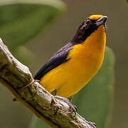 Violaceous Euphonia