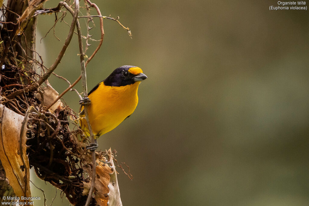 Violaceous Euphonia male adult, Reproduction-nesting