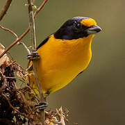 Violaceous Euphonia