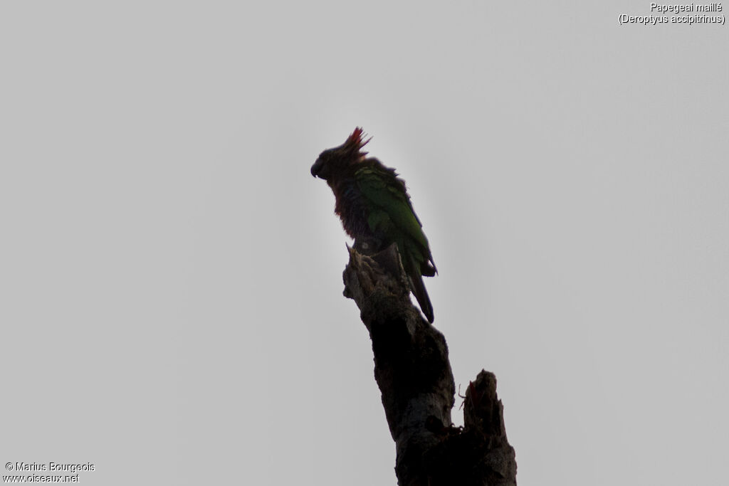 Red-fan Parrot