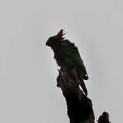 Red-fan Parrot