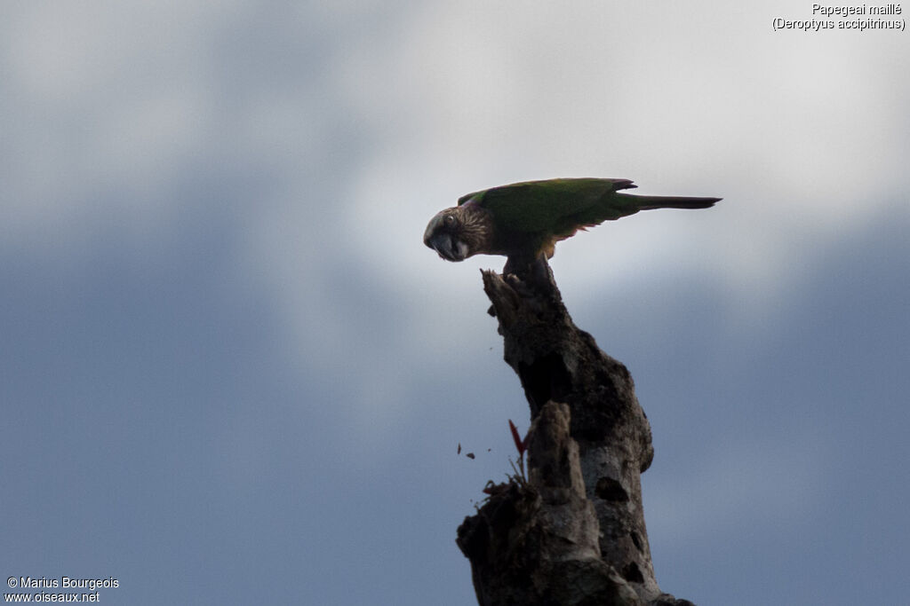 Red-fan Parrot