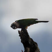 Red-fan Parrot