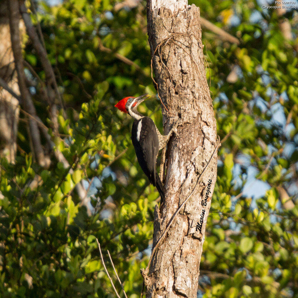 Lineated Woodpecker male adult