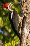 Lineated Woodpecker