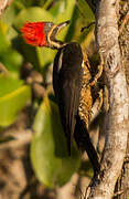 Lineated Woodpecker