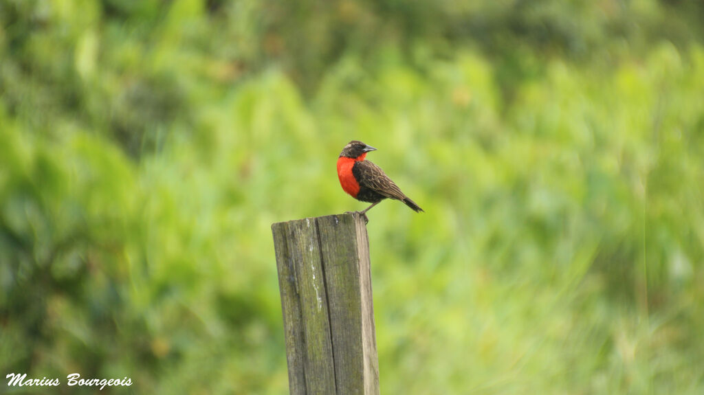 Red-breasted Blackbird