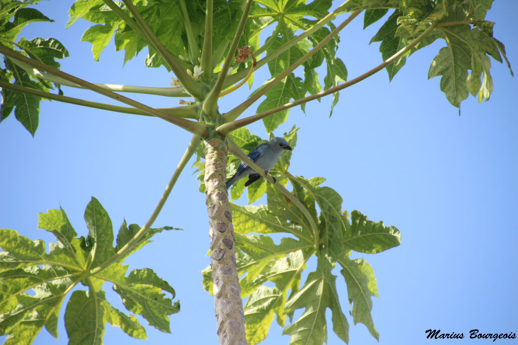 Blue-grey Tanager