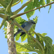 Blue-grey Tanager