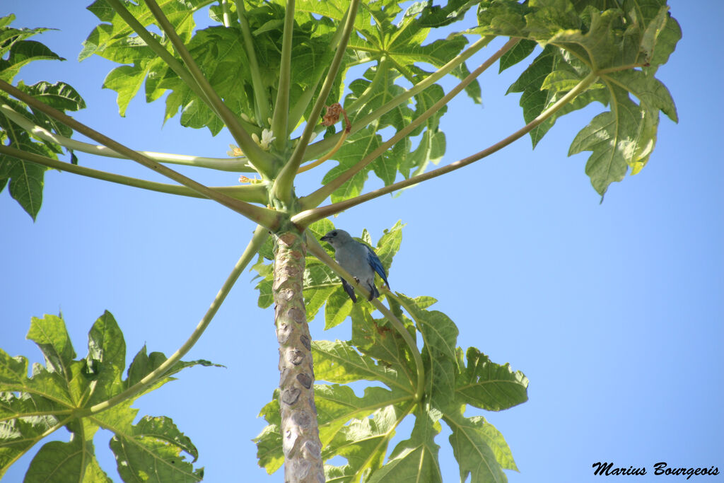 Blue-grey Tanager