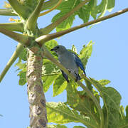 Blue-grey Tanager