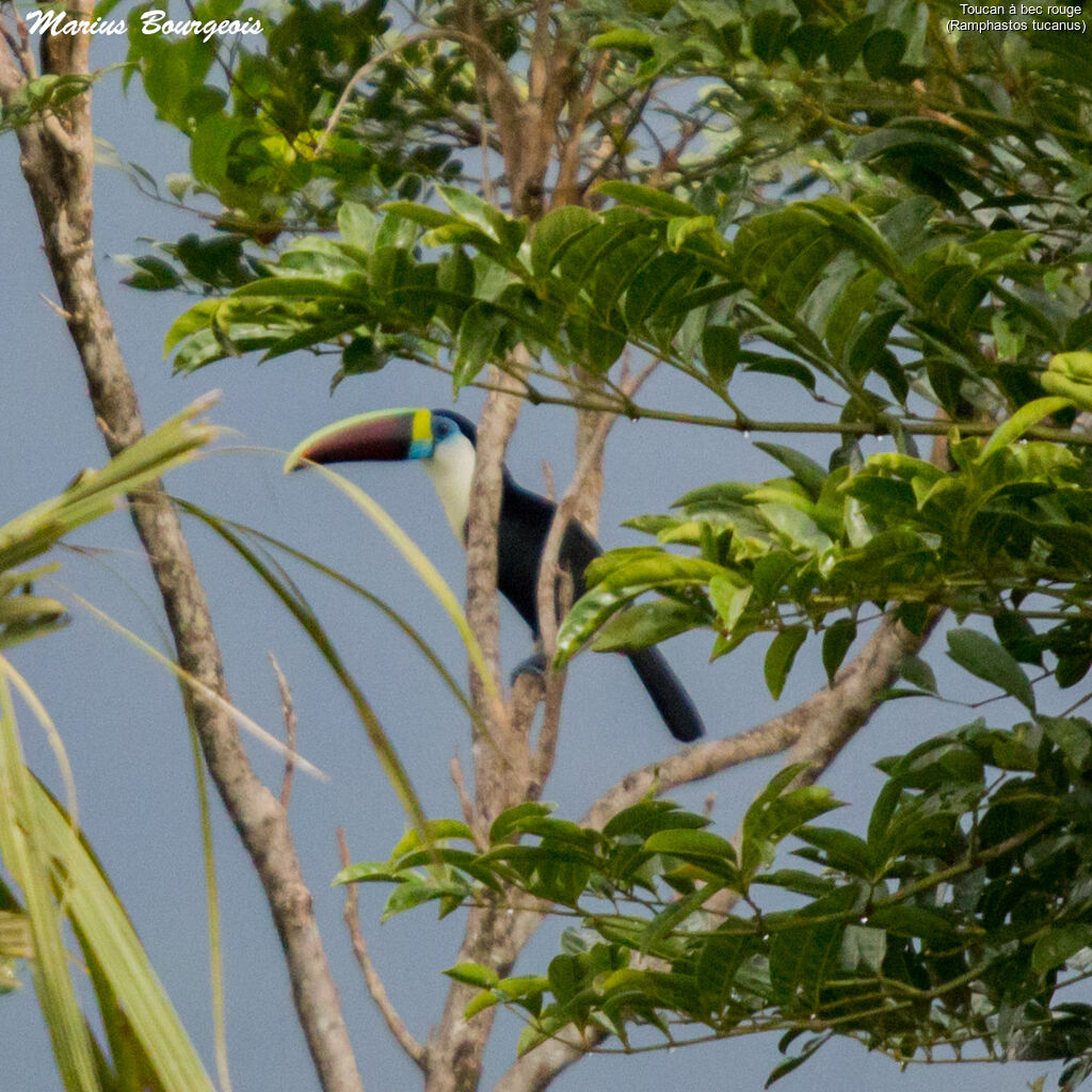 Toucan à bec rougeadulte