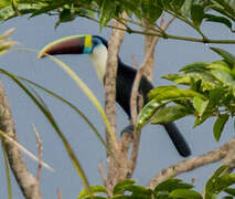 White-throated Toucan