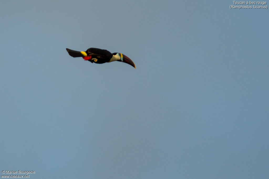 White-throated Toucan