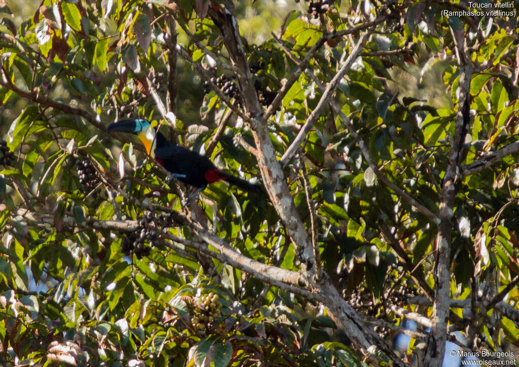 Channel-billed Toucan