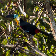 Channel-billed Toucan