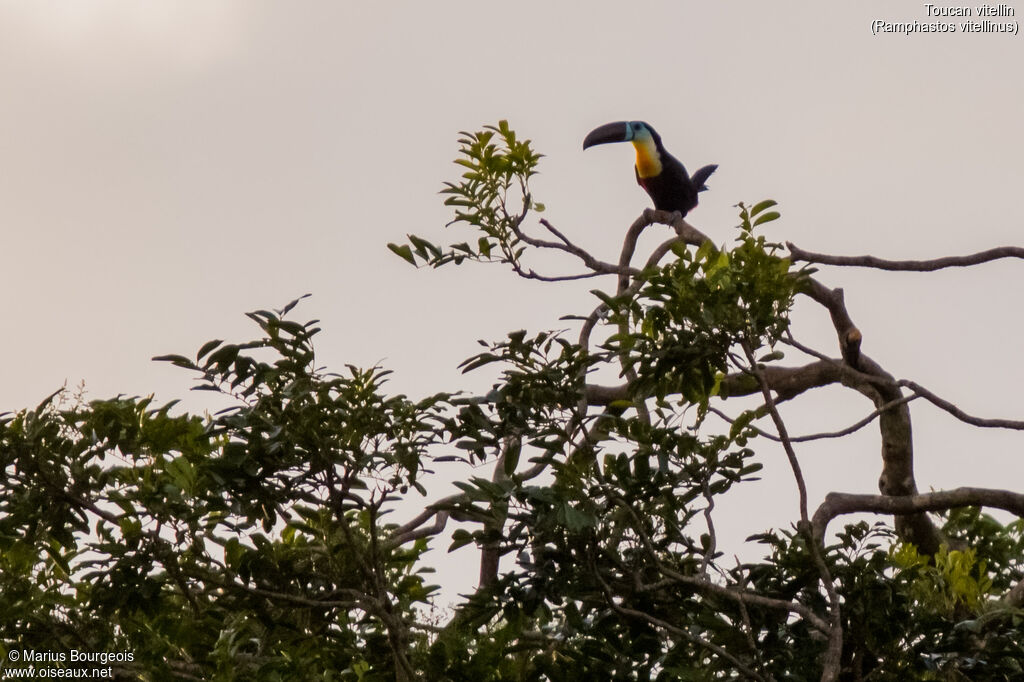 Channel-billed Toucan