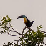 Toucan vitellin