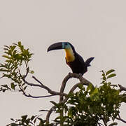 Channel-billed Toucan