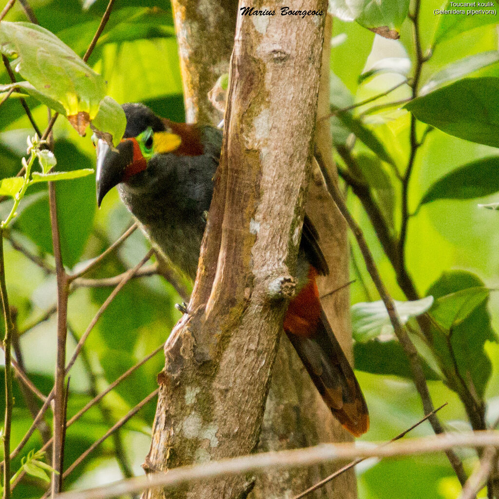 Toucanet koulik femelle adulte