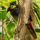 Toucanet koulik