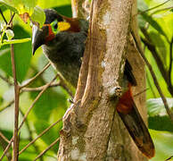 Guianan Toucanet