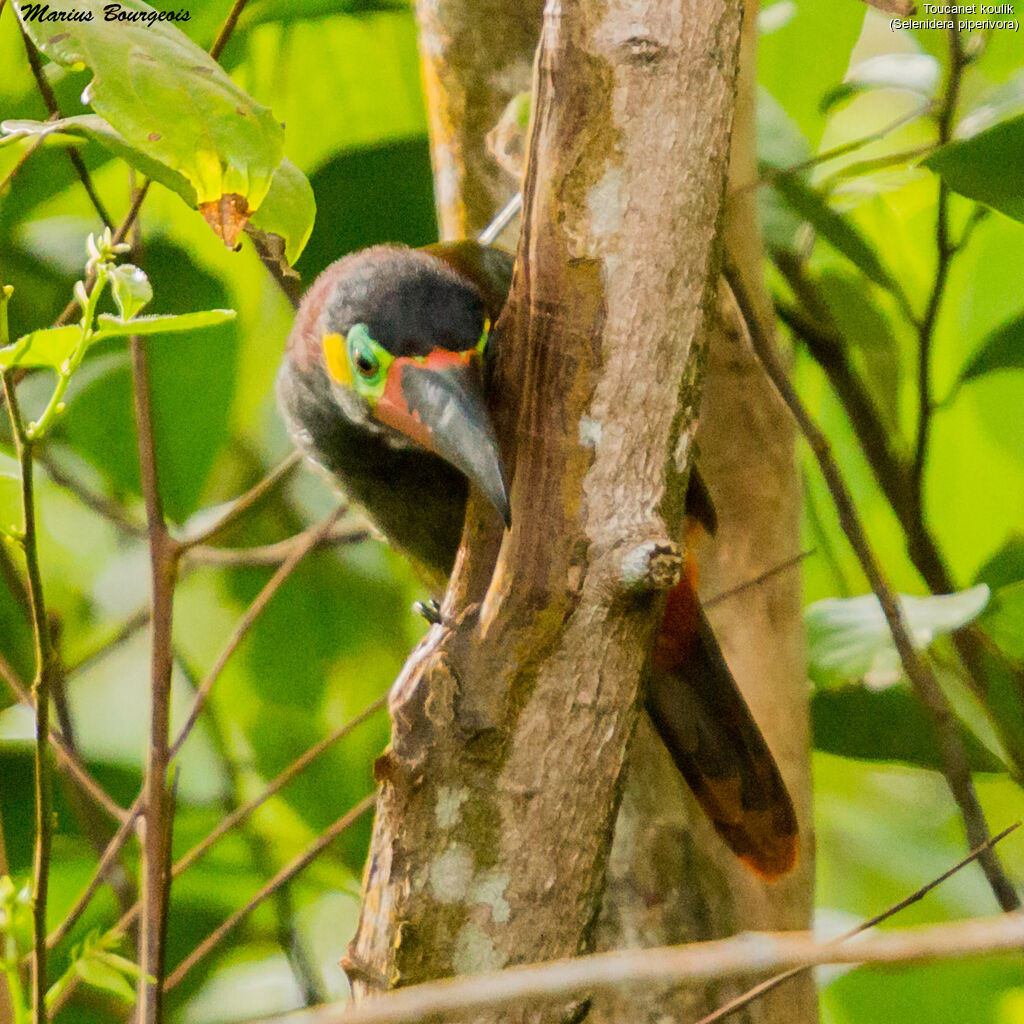 Toucanet koulik femelle adulte