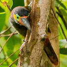 Toucanet koulik