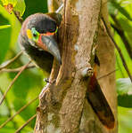 Toucanet koulik