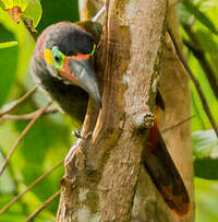 Toucanet koulik