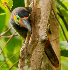Toucanet koulik