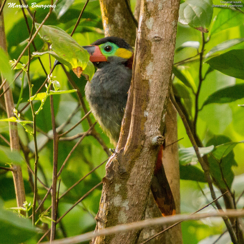 Toucanet koulik femelle adulte