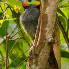 Toucanet koulik