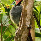 Toucanet koulik